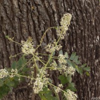 Chloroxylon swietenia DC.